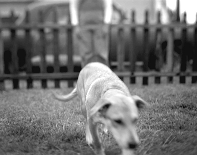 08-dogs_lucky